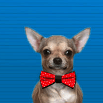 Pet Bow Tie - The Unusual Gift Company